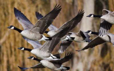 How Do Migratory Patterns Affect Goose Control Strategies?