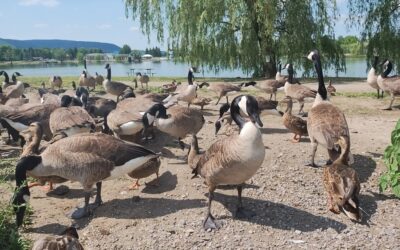 The Social Lives of Geese: Exploring Their Flocking Behavior