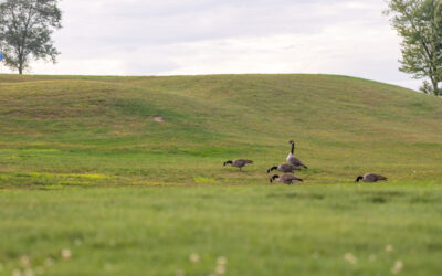 Can Goose Control Prevent Damage to Golf Courses and Athletic Fields?