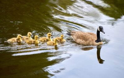 10 Fun Facts About Geese