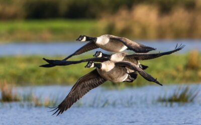 What Are The Risks Of Ignoring A Goose Infestation?