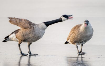 Why Is It Important To Practice Humane Geese Control?