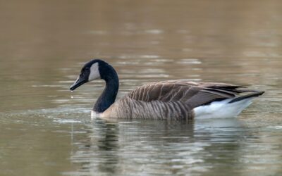 Can Landscaping Choices Help Prevent Goose Infestations?