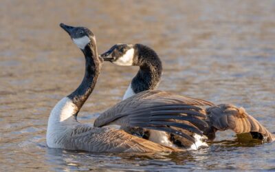 How Geese Communicate Through Body Language and Calls