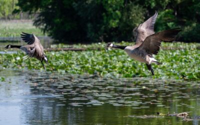 How Weather Patterns Influence Goose Behavior and Travel