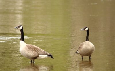 What Are the Most Effective Non-Lethal Goose Deterrents?