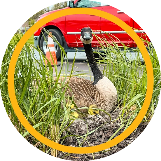 How To Deter Geese: The Ultimate Guide