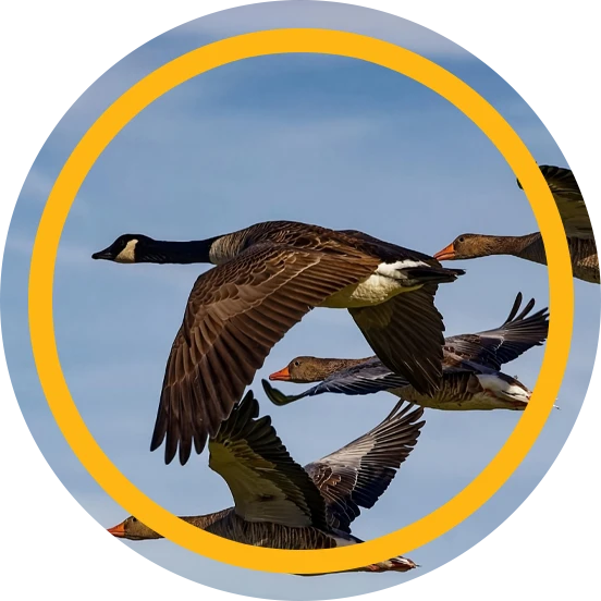 Go Geese Go Keeps Your Property Goose-Free