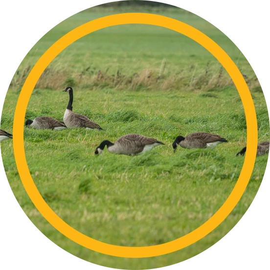 Start Goose Deterrent Efforts Today
