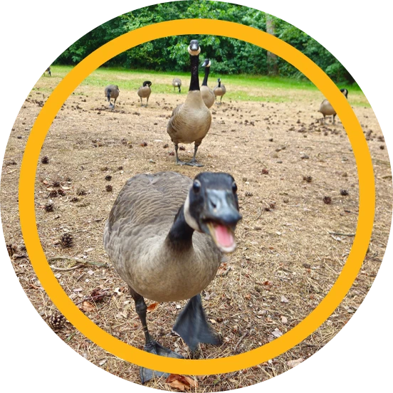 Understanding Geese And Why They Are On Your Property