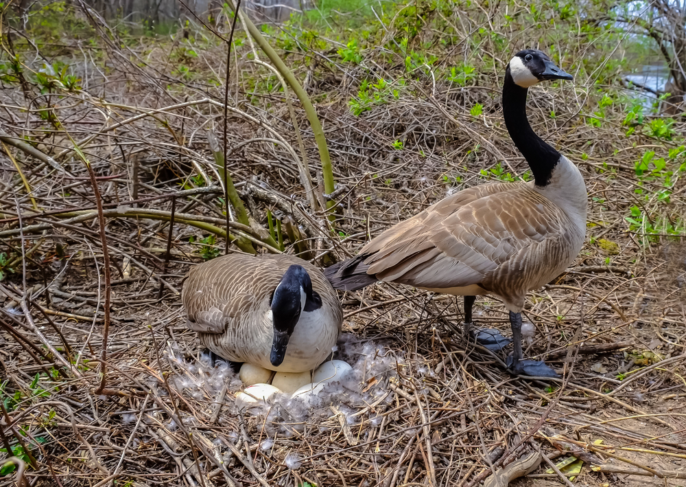 Are Canada Geese Federally Protected?