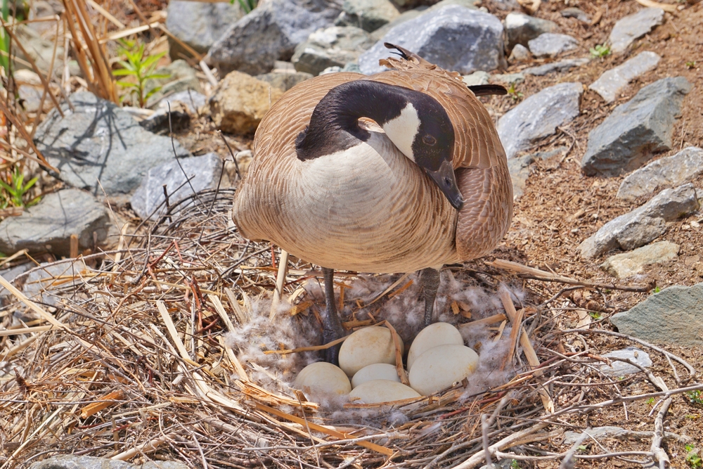 Hire Geese Control Professionals