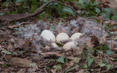 What Is Egg Addling And Is It Effective At Geese Control?