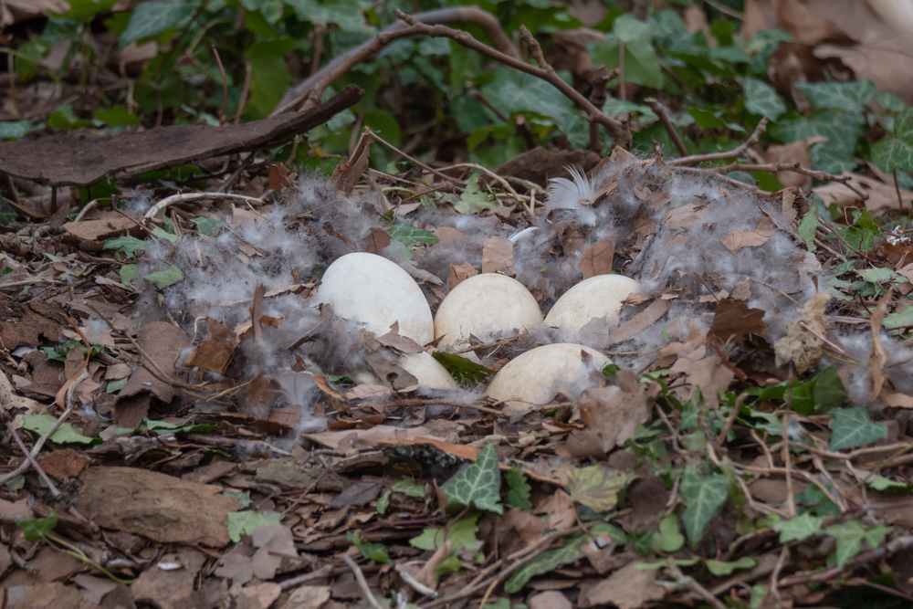What Is Egg Addling And Is It Effective At Geese Control?
