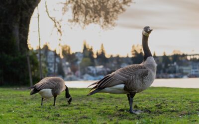 Is Goose Control Effective Without Harming Other Wildlife?