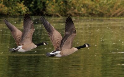 How Can I Talk To My Property Board About Goose Control?