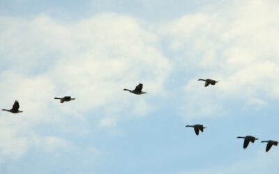 How Long Does It Really Take to Get Rid of Canada Geese?