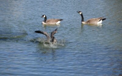 Why Is Geese Control In Residential Areas So Difficult?