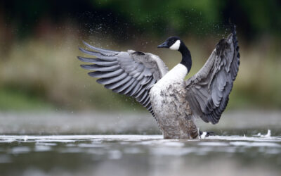 Do Female And Male Geese Have Different Behaviors?